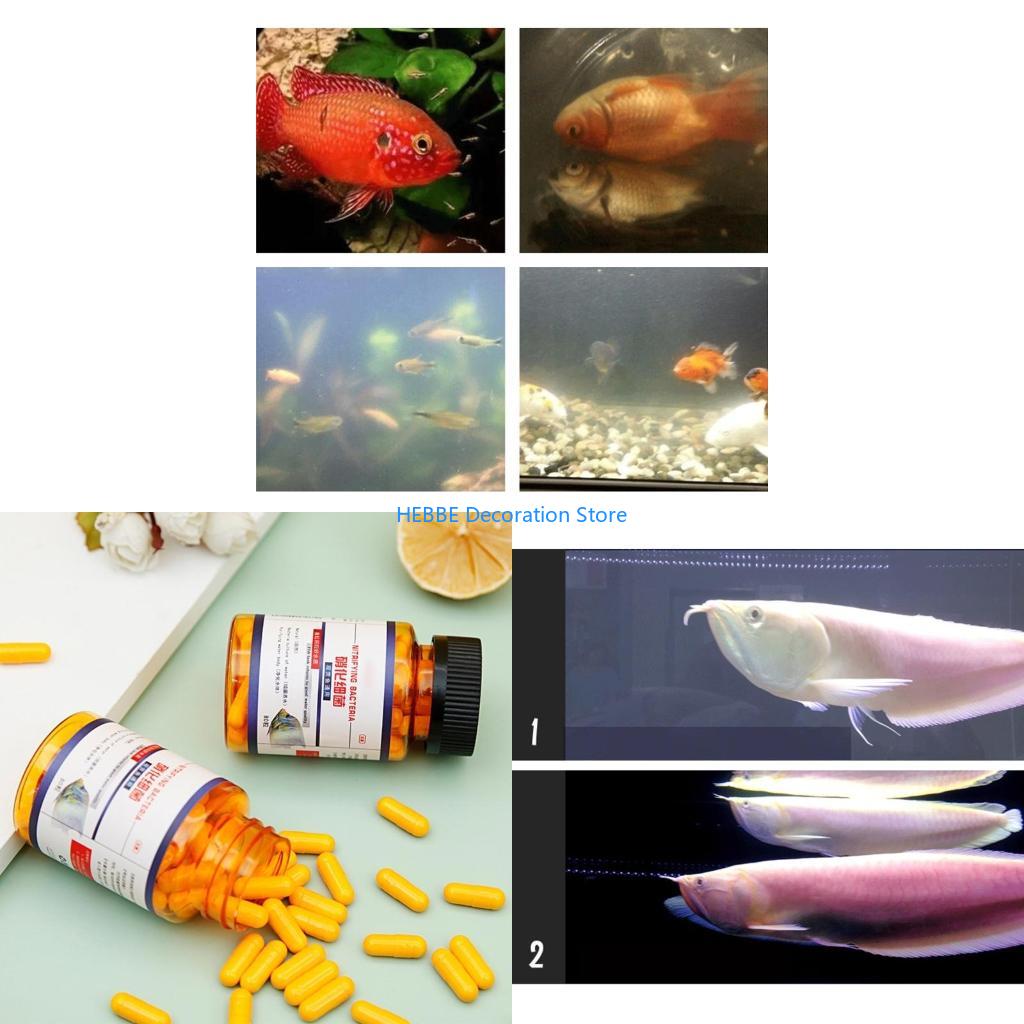 Aquarium Fish Medicine - B0KC 30/80 Stcs Nitrifizing -Bakterienkapseln für