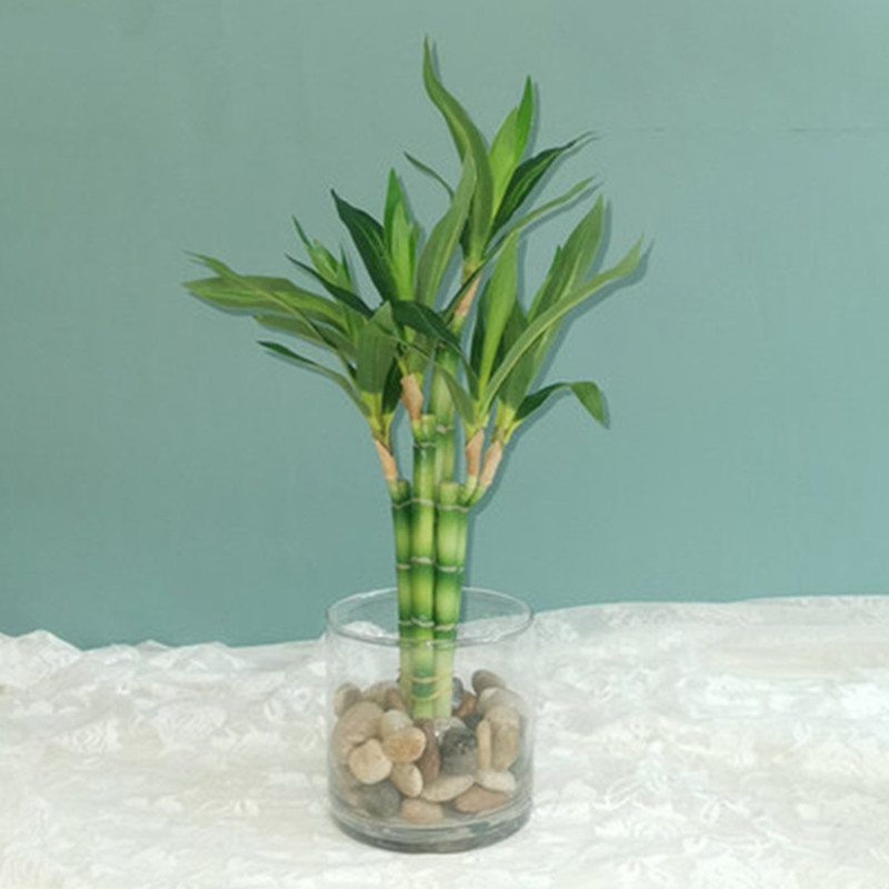 Aquarium Fish Saltwater - Neue 40 cm rFtificial Lucky Bamboo