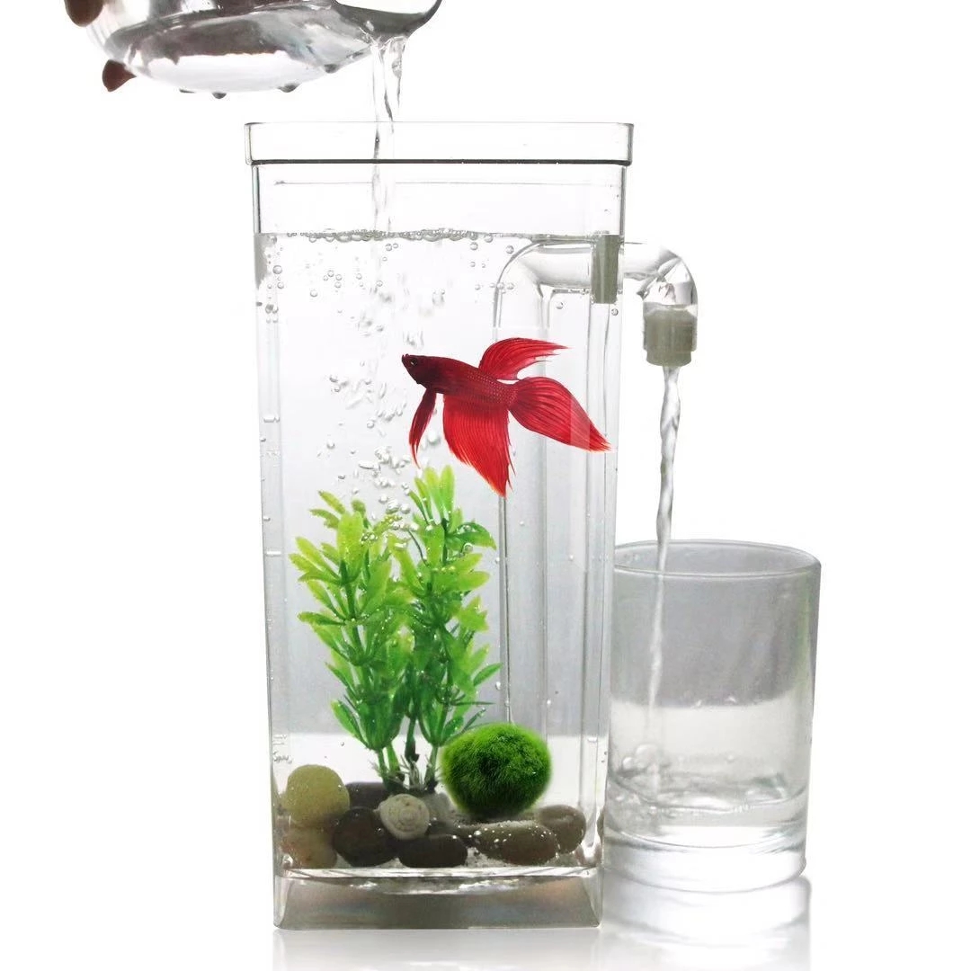 Aquarium Fish Goldfish - Faul Frei Wasser Ändern Desktop Aquarium