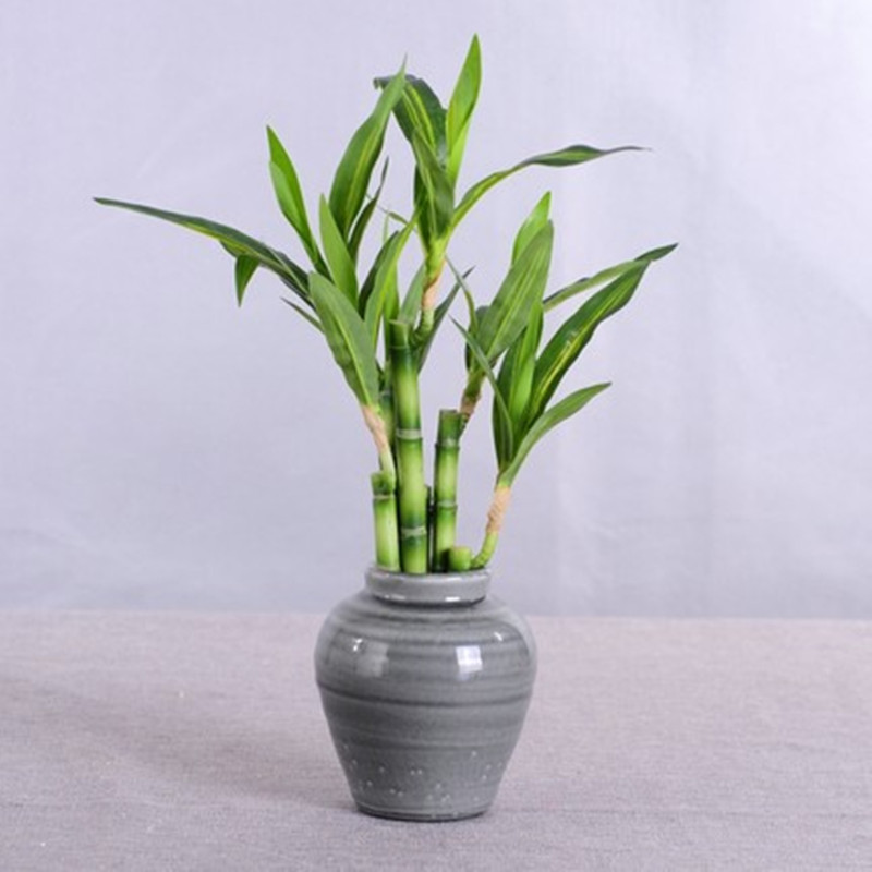 Neue 40 cm rFtificial Lucky Ba – Aquarium Fish Saltwater Bewertung und Preis
