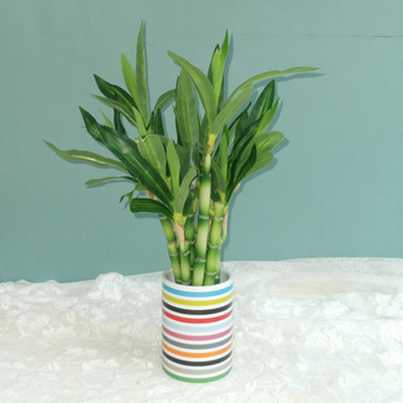 Neue 40 cm rFtificial Lucky Ba – Aquarium Fish Saltwater Bewertung und Preis