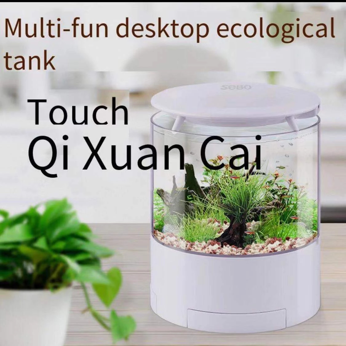 Runde bunte lichter desktop aq – Aquarium Fish Goldfish Bewertung und Preis