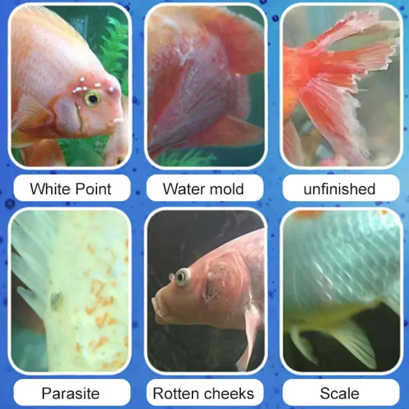 SIKEZHAN Behandlung von Fische – Aquarium Fish Saltwater Bewertung und Preis